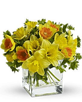 Teleflora's Daffodil Dreams